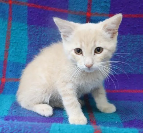 A young medium-sized male Buff / Tan / Fawn Domestic Short Hair cat named Ukon for adoption in Thief River Falls, MN
