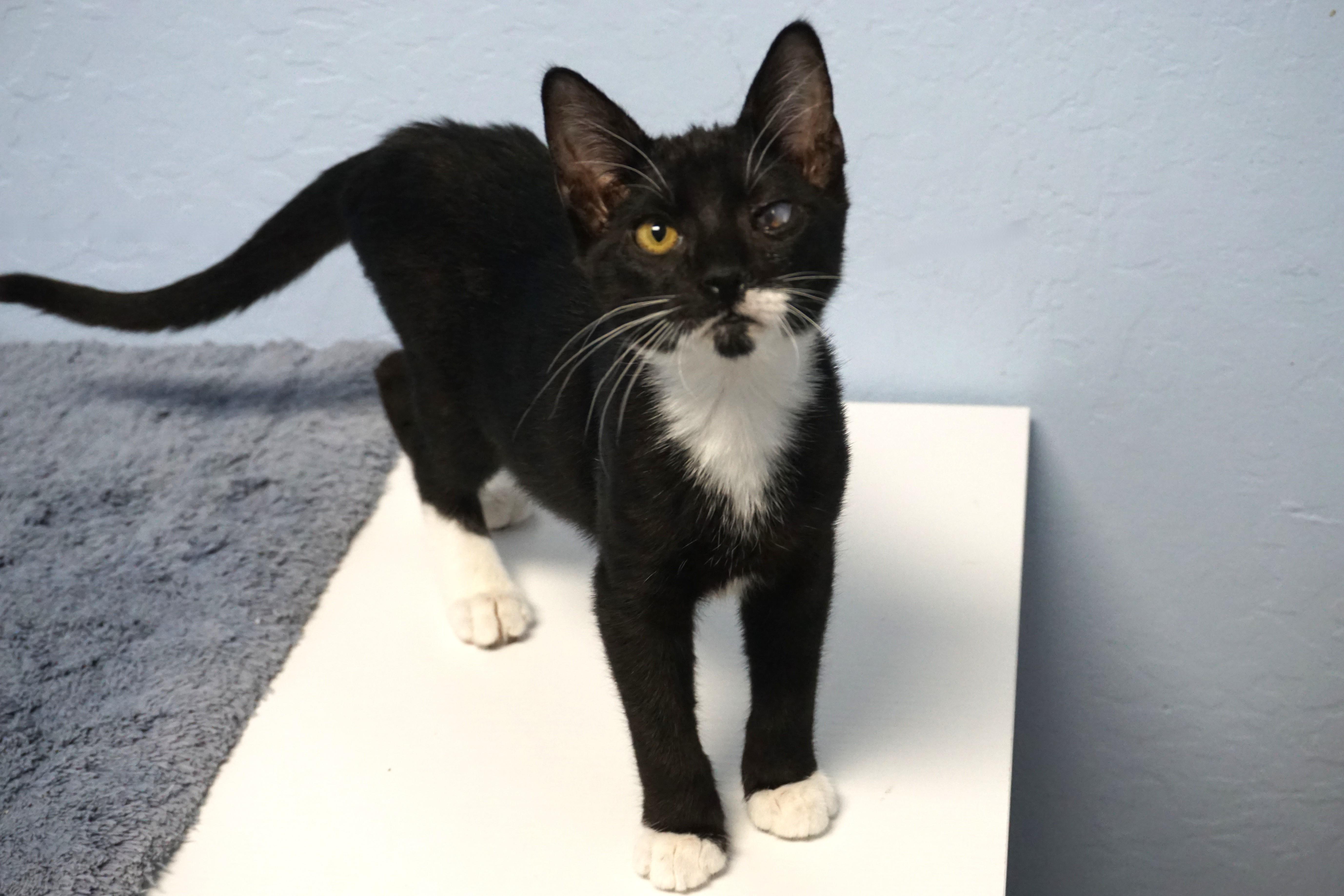 A baby small-sized male Domestic Short Hair cat named Rigo for adoption in Fountain Hills, AZ