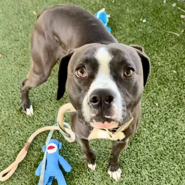 An adult large-sized male Boxer dog named Bandit for adoption in Tavares, FL