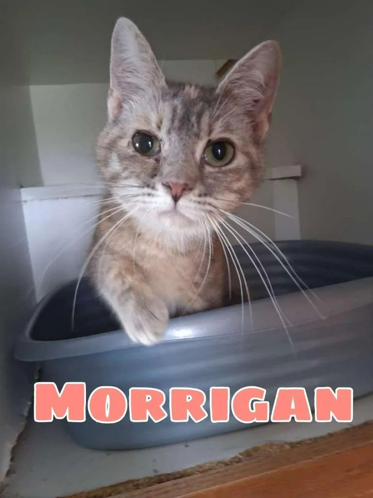 A young small-sized female Domestic Short Hair cat named Morrigan for adoption in Hillsboro, OH