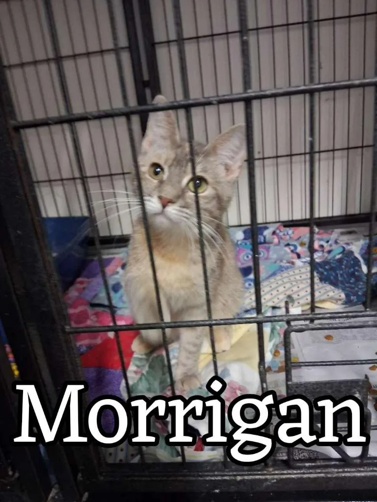 Morrigan thumbnail 2