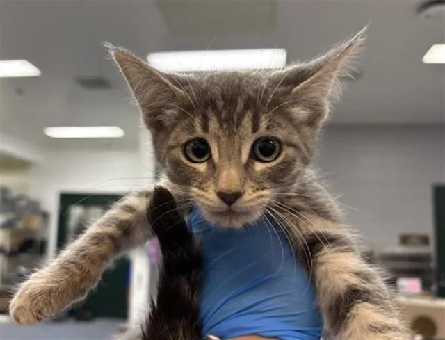 A baby small-sized female Domestic Short Hair cat named Chanel for adoption in Thousand Palms, CA