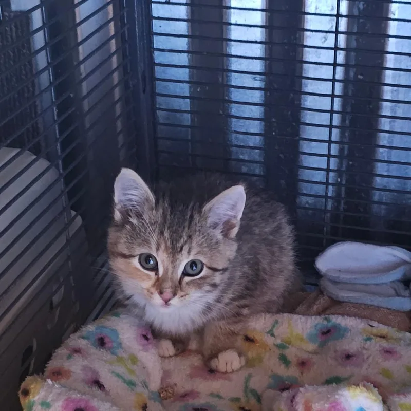 A baby small-sized female Domestic Medium Hair cat named Katrina for adoption in Ringtown, PA