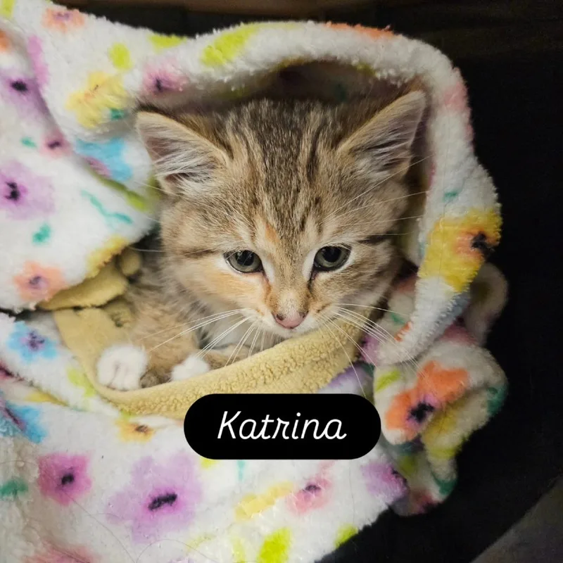 Katrina thumbnail 5