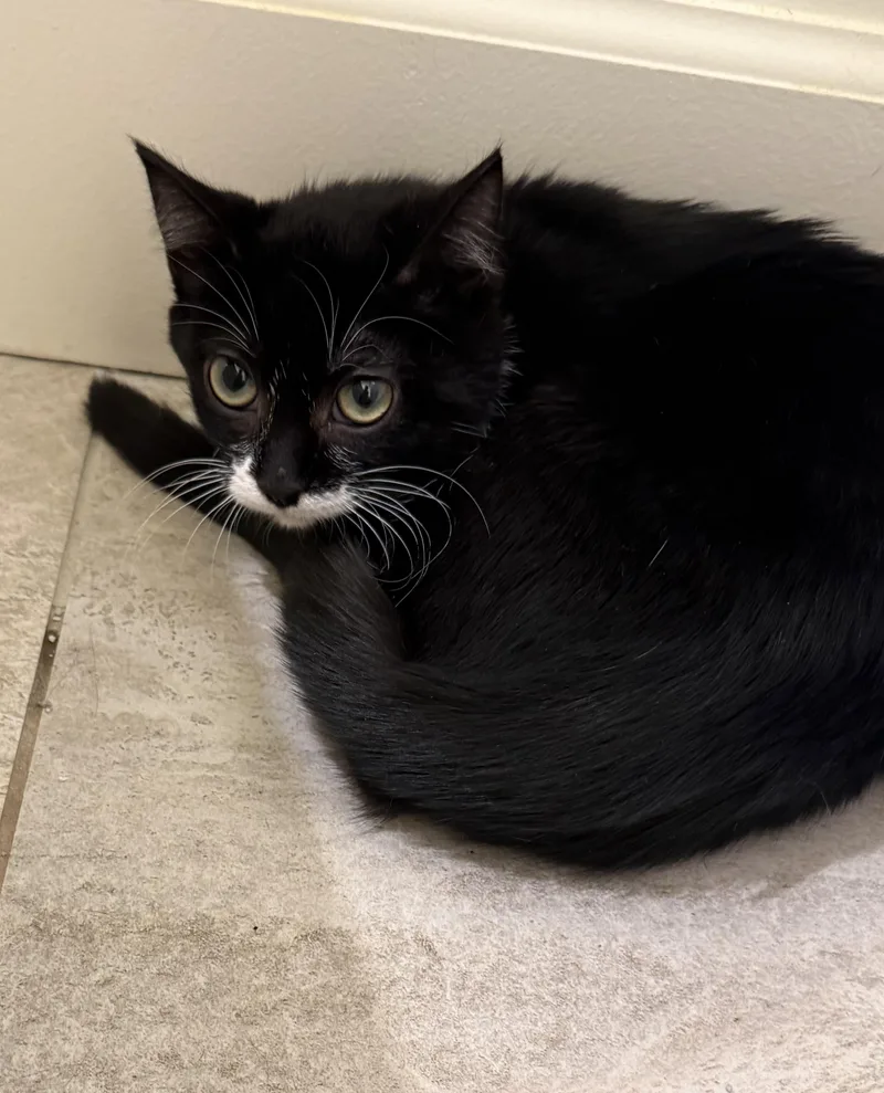 A baby medium-sized female Black & White / Tuxedo Tuxedo cat named Luna – A Shy for adoption in Prescott, AZ