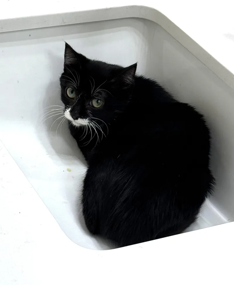 Luna – A Shy thumbnail 2