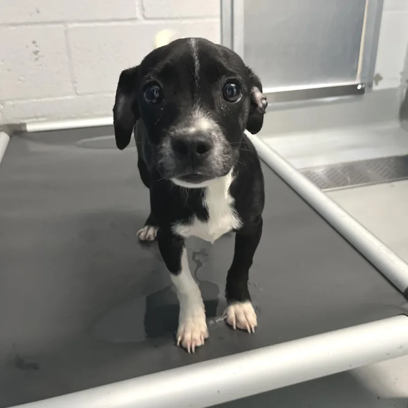 A baby small-sized male Black Chihuahua dog named Isaac for adoption in San Francisco, CA