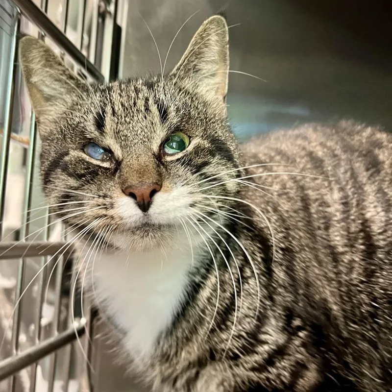 An adult large-sized male Domestic Short Hair cat named Ajax for adoption in Cumming, GA