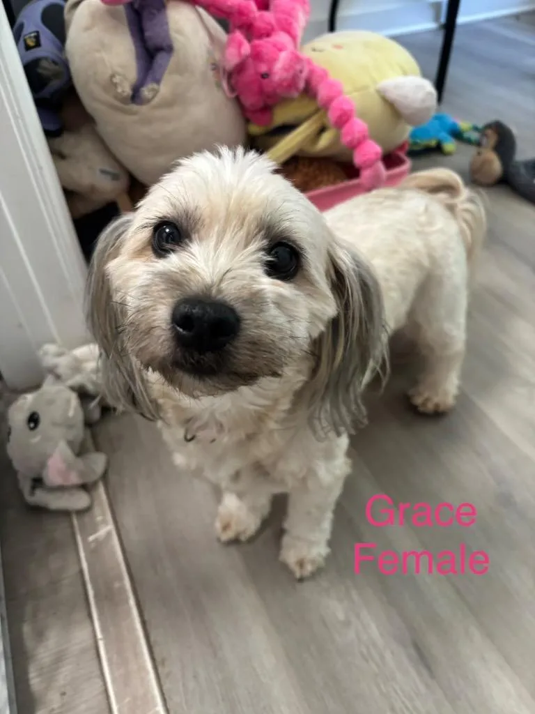 An adult small-sized female Shih Tzu dog named Grace for adoption in Cambridge, MD