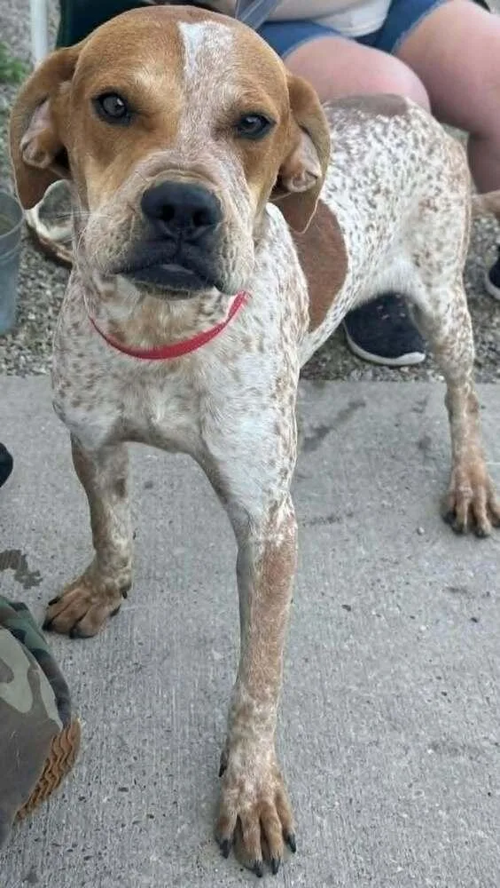 An adult medium-sized male Coonhound dog named Owens : Benny for adoption in Aurora, IN