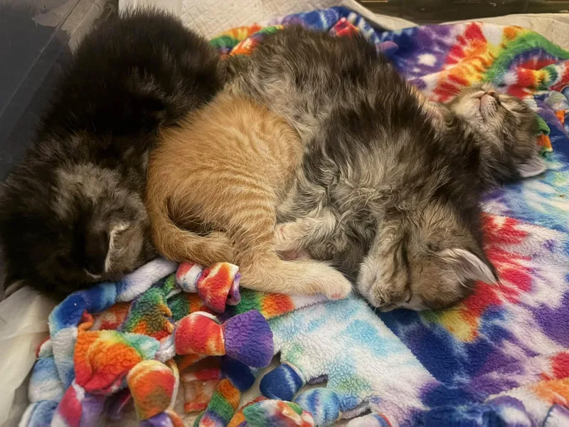 An adult medium-sized female Domestic Medium Hair cat named Luna for adoption in Enfield, CT
