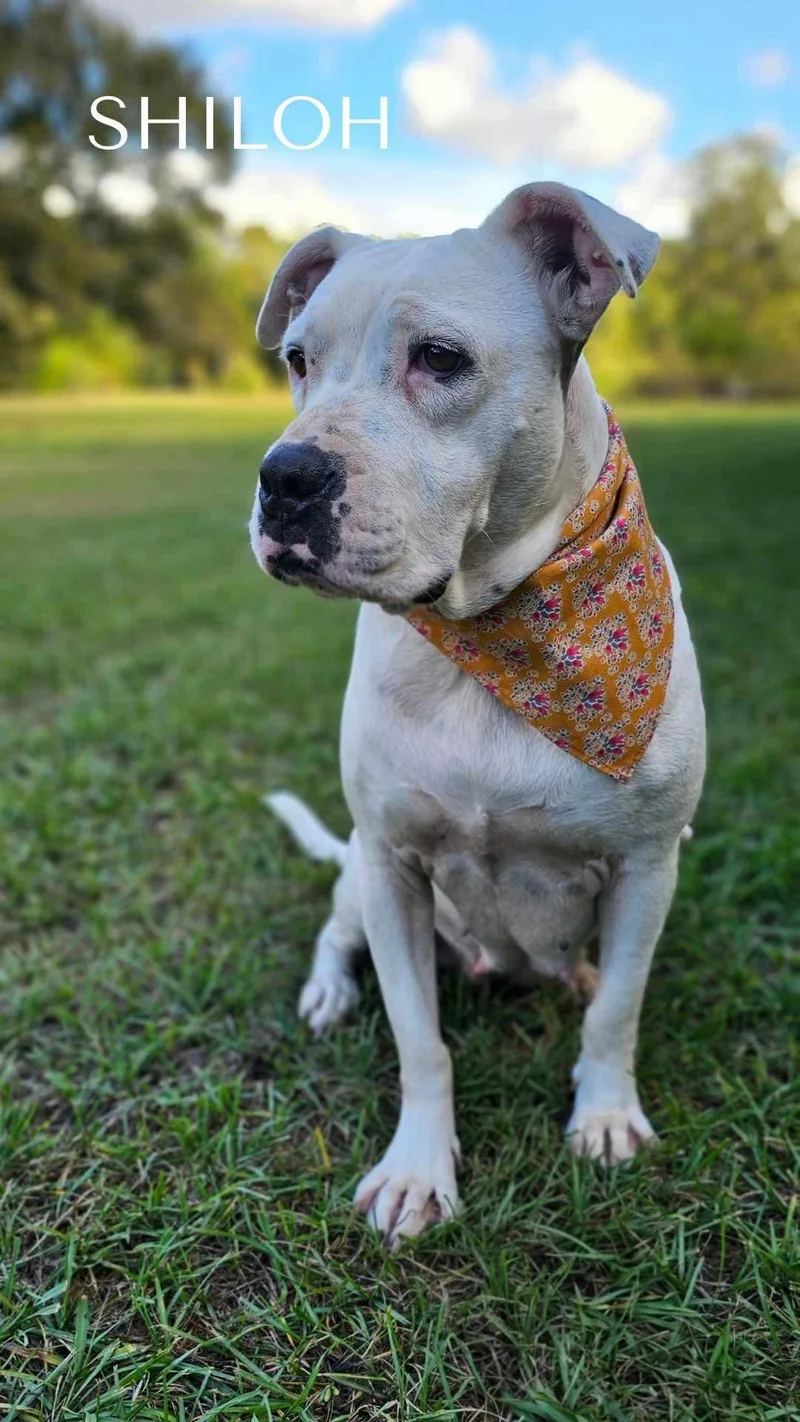 Shiloh thumbnail 3