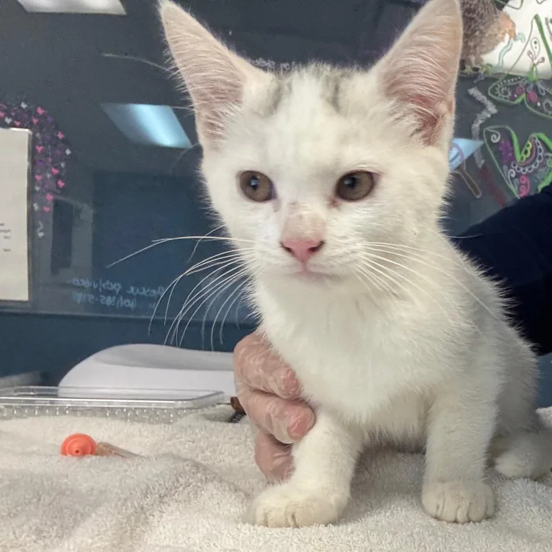 A baby small-sized female White Domestic Short Hair cat named Elena for adoption in Newark, NJ