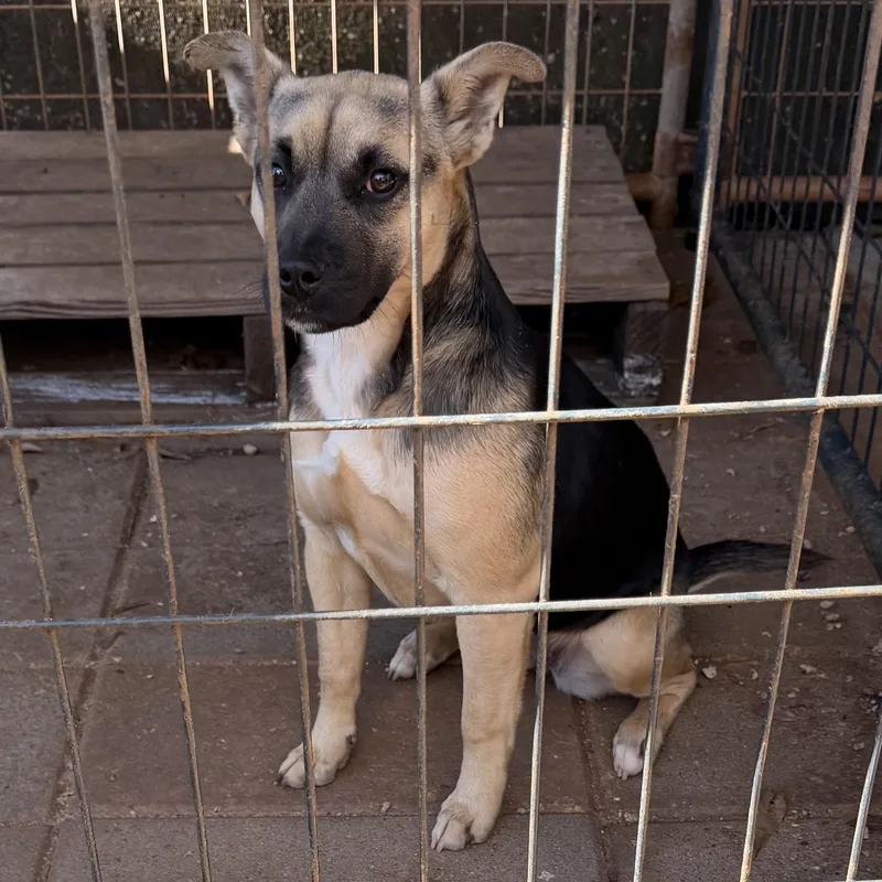 A young small-sized female Black German Shepherd Dog dog named Bonsai for adoption in Newtown, CT