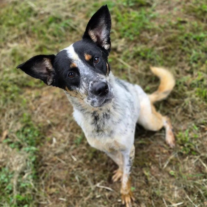 An adult medium-sized female White / Cream Mixed Breed dog named Aubry for adoption in Jefferson city, TN