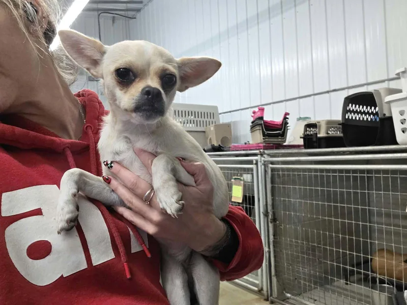 A young small-sized female Chihuahua dog named Celia for adoption in Detroit Lakes, MN