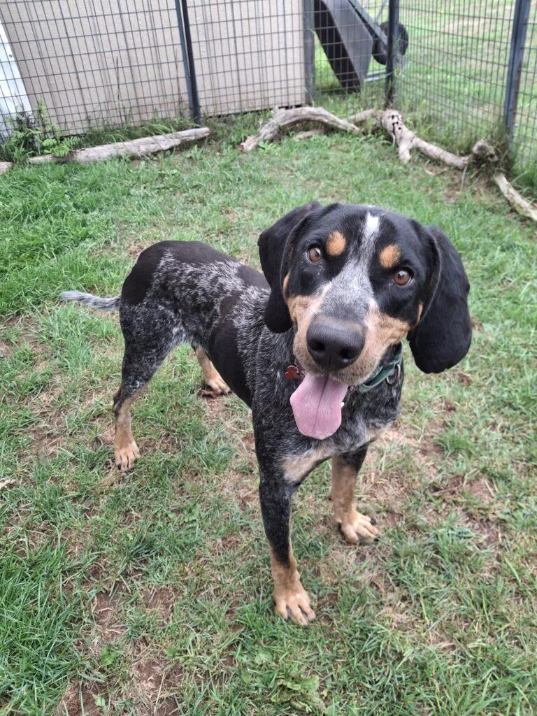 An adult large-sized male Bluetick Coonhound dog named Spider for adoption in Ironwood, MI