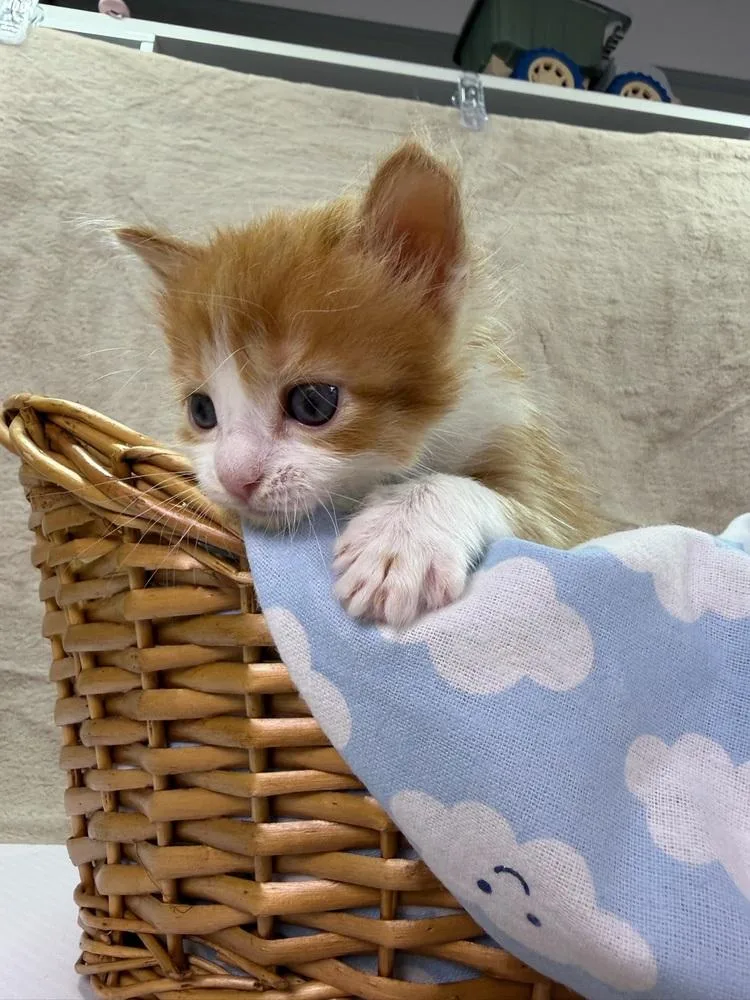 A baby medium-sized male Orange & White Domestic Short Hair cat named Bullseye for adoption in Salinas, CA