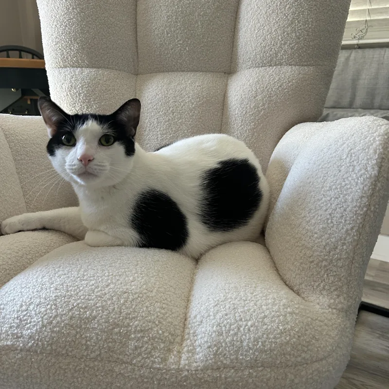 An adult large-sized male Black & White / Tuxedo Domestic Short Hair cat named Ralphie for adoption in Detroit, MI