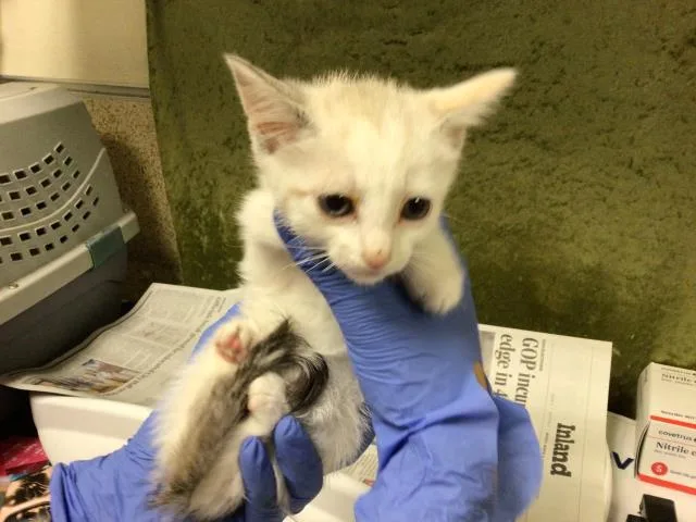 A baby small-sized female Domestic Short Hair cat named Guppy for adoption in Riverside, CA