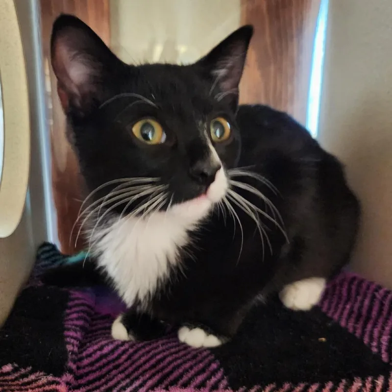 Rosie