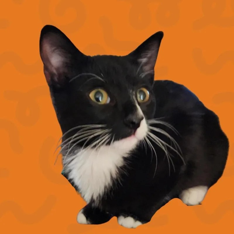 Rosie thumbnail 2