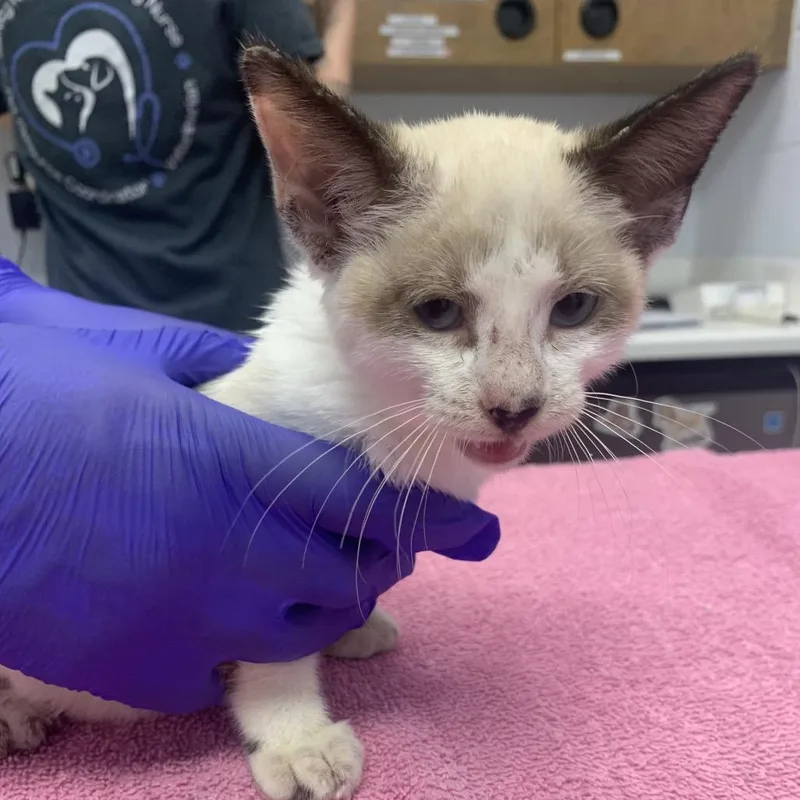 A baby small-sized female Siamese cat named Mewtwo for adoption in West Palm Beach, FL