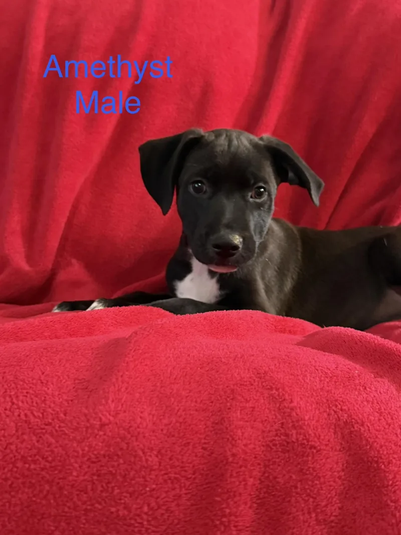 A baby large-sized male German Shepherd Dog dog named Amethyst for adoption in Davisburg, MI