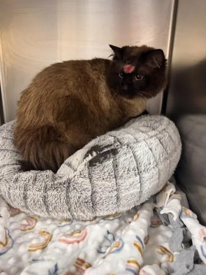 An adult large-sized male Domestic Medium Hair cat named Tomas for adoption in Longmont, CO