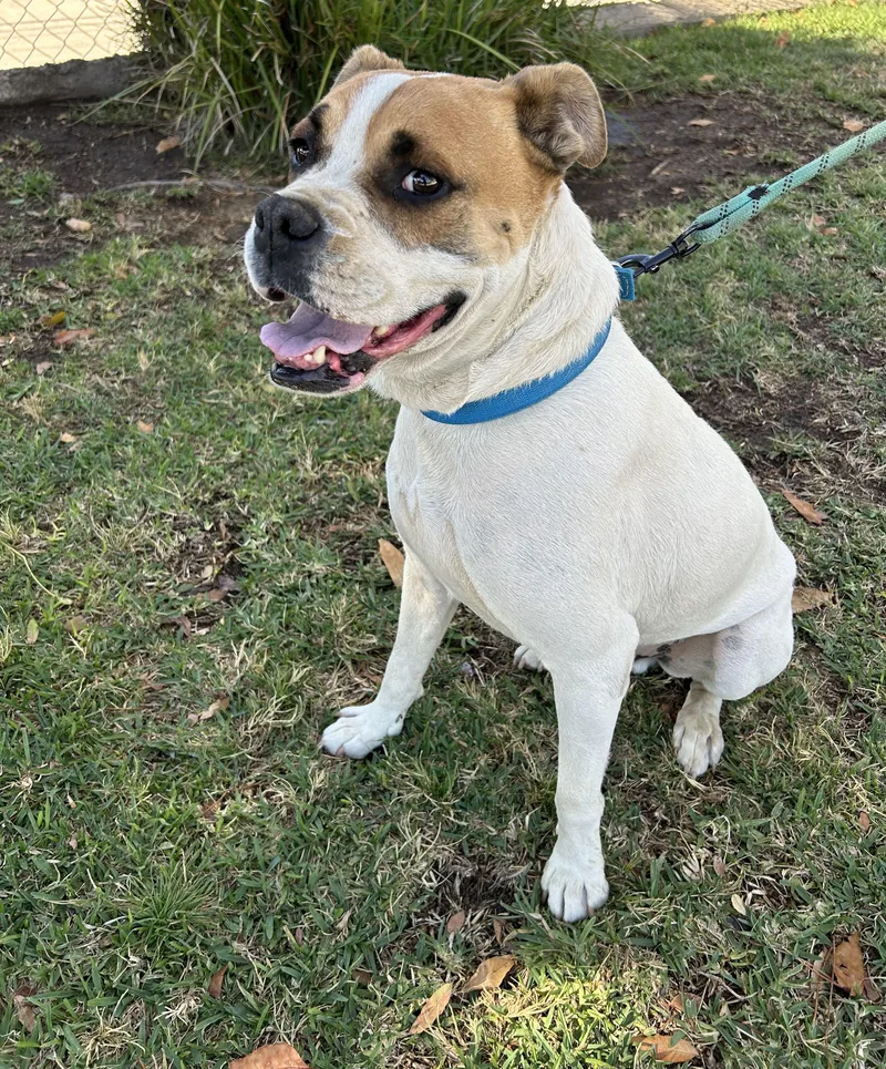 A young medium-sized male White / Cream American Bulldog dog named Bruno for adoption in Bell Gardens, CA