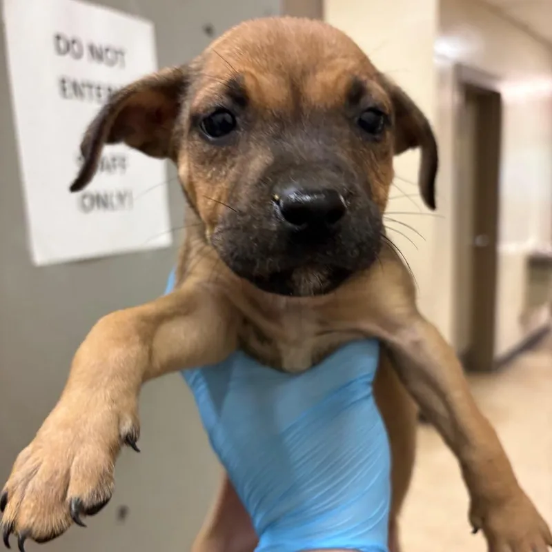 A baby small-sized female Yellow / Tan / Blond / Fawn Pit Bull Terrier dog named Ellie for adoption in Birmingham, AL