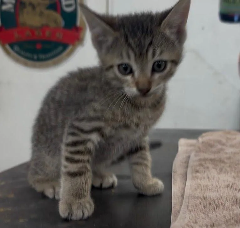 A baby small-sized male Domestic Short Hair cat named Sarge for adoption in South Pasadena, CA
