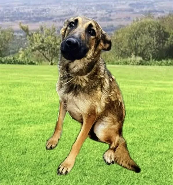 A young large-sized female Belgian Shepherd / Malinois dog named Maud for adoption in Lancaster, CA