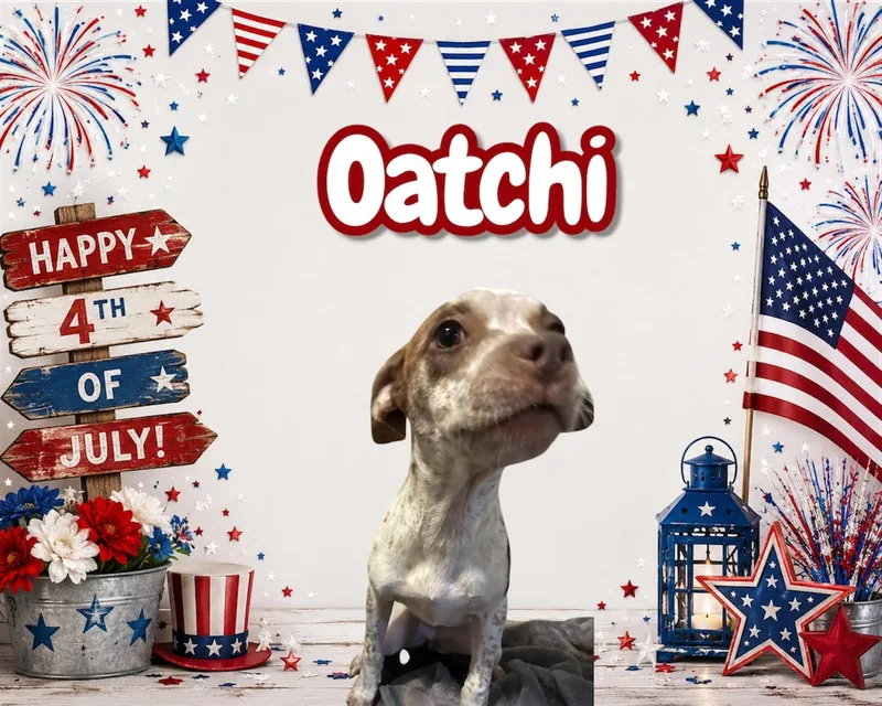 A baby small-sized female Brown / Chocolate Beagle dog named Oatchi for adoption in Arlington, TX