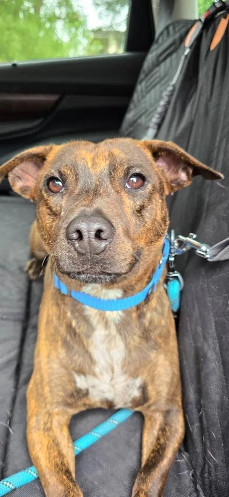 A young large-sized male Chihuahua dog named Busta Rhymes for adoption in Waverly, NY