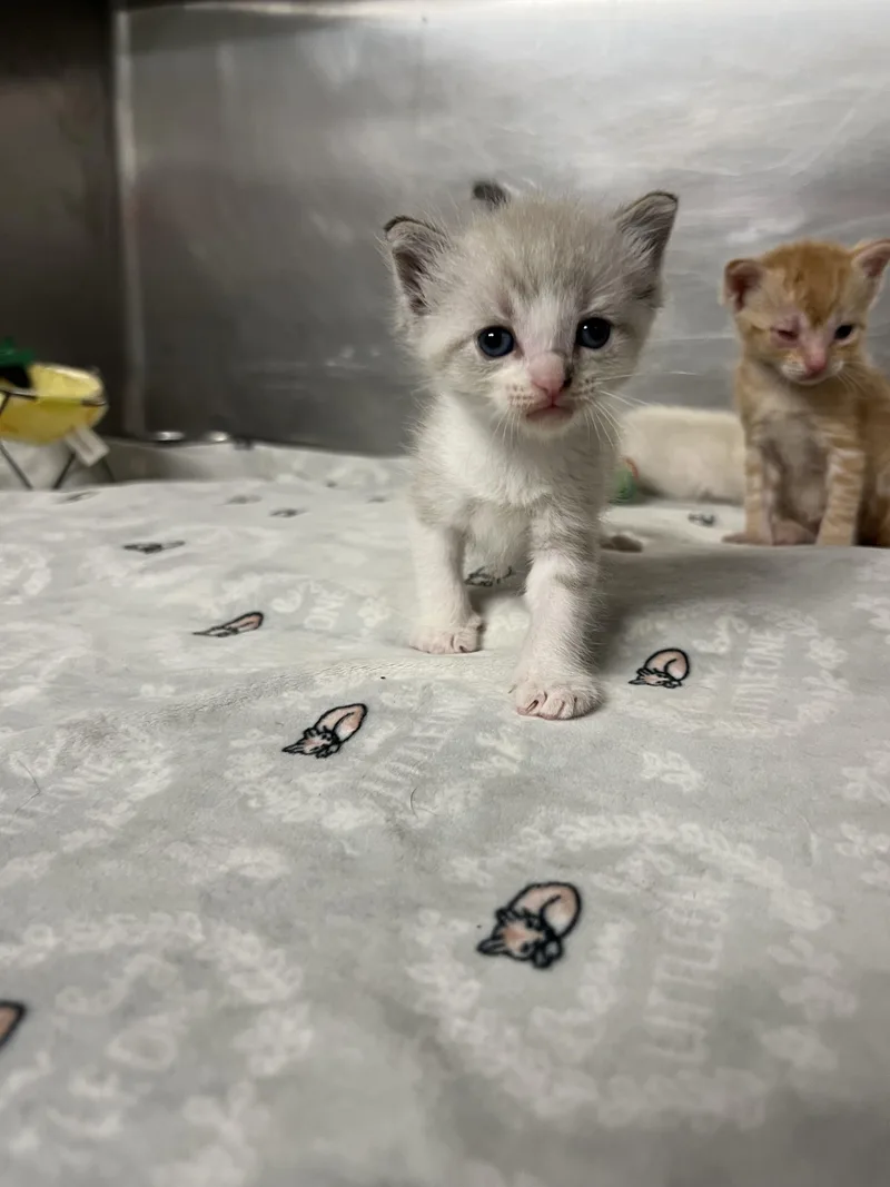 A young medium-sized male White Domestic Short Hair cat named Almond for adoption in Gaithersburg, MD