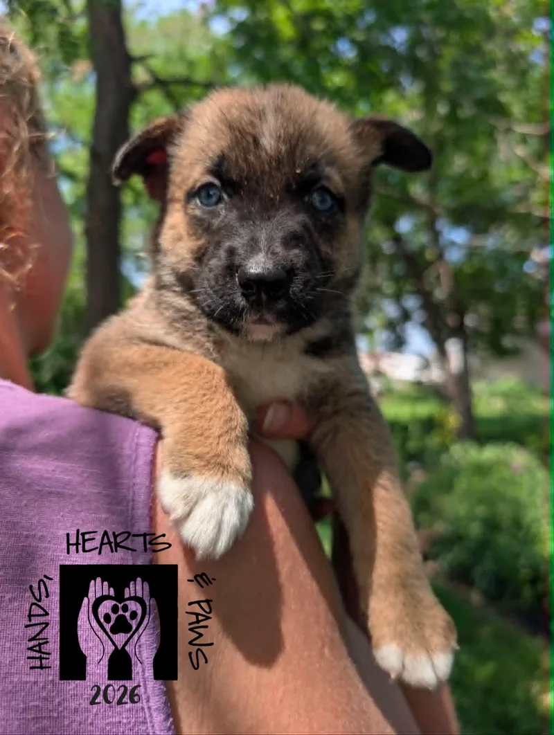 A baby medium-sized female Brown / Chocolate Shepherd dog named Cordelia for adoption in Omaha, NE