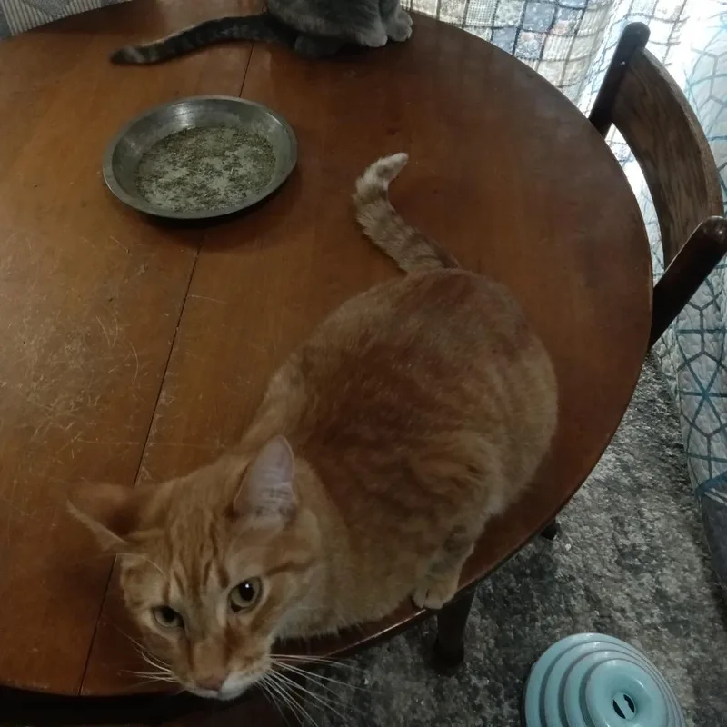 An adult small-sized male Orange / Red Domestic Short Hair cat named Sweet Pea for adoption in Rochester, MN