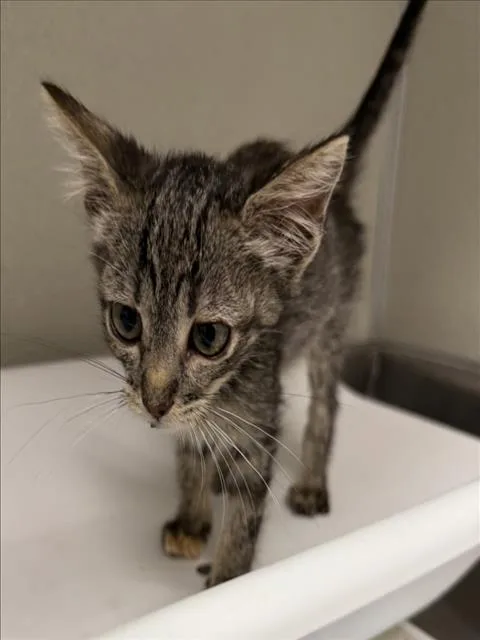 A baby small-sized female Domestic Short Hair cat named Rye for adoption in Tracy, CA