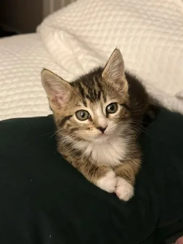 Gracie