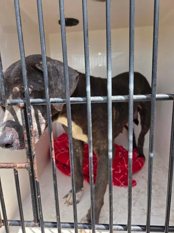 An adult medium-sized female Gray / Blue / Silver Mixed Breed dog named Strudel for adoption in Mobile, AL