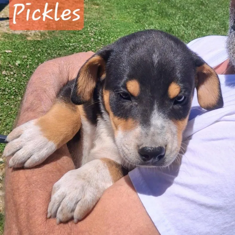 A baby medium-sized male Hound dog named Pickles for adoption in Albany, NY