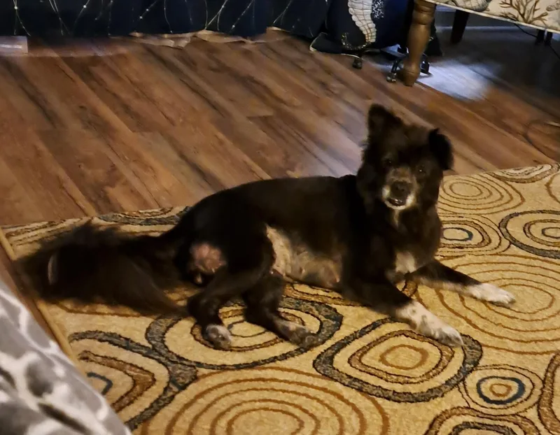 An adult small-sized female Pomeranian dog named Dandelion for adoption in Albany, NY