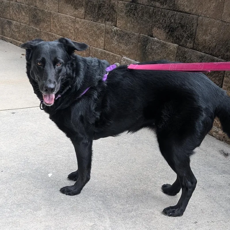 Rosalina thumbnail 3