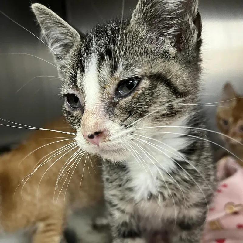 A baby small-sized male Brown / Chocolate Domestic Short Hair cat named Abu for adoption in Idaho Falls, ID