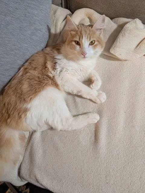 A young medium-sized female Tabby (Orange / Red) Domestic Short Hair cat named Bitzy Bea for adoption in Gladstone, OR