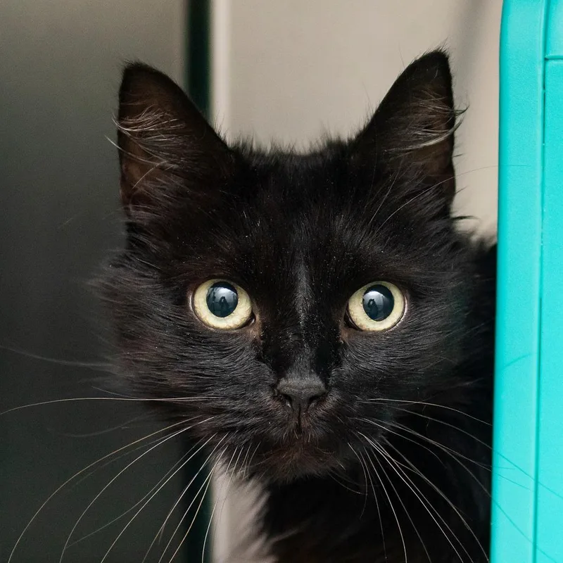 An adult large-sized female Black Domestic Medium Hair cat named Pink Lady for adoption in Middletown, RI