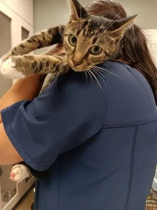 An adult medium-sized female Domestic Short Hair cat named Mabel for adoption in Palm Coast, FL