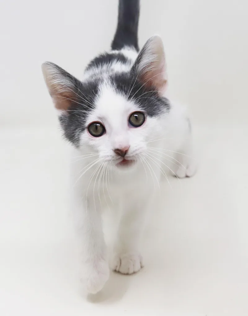 Romeo Is Ridiculously Sweet!! thumbnail 3