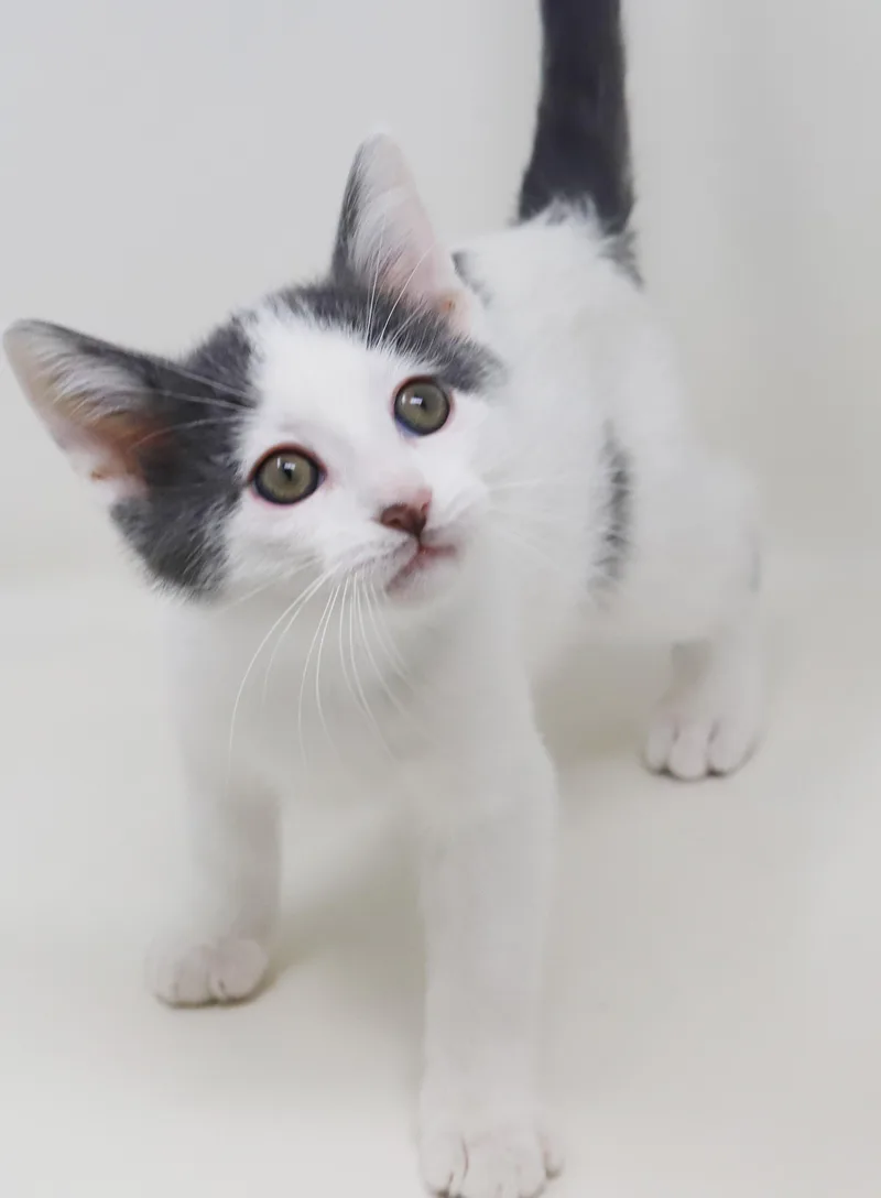 Romeo Is Ridiculously Sweet!! thumbnail 4